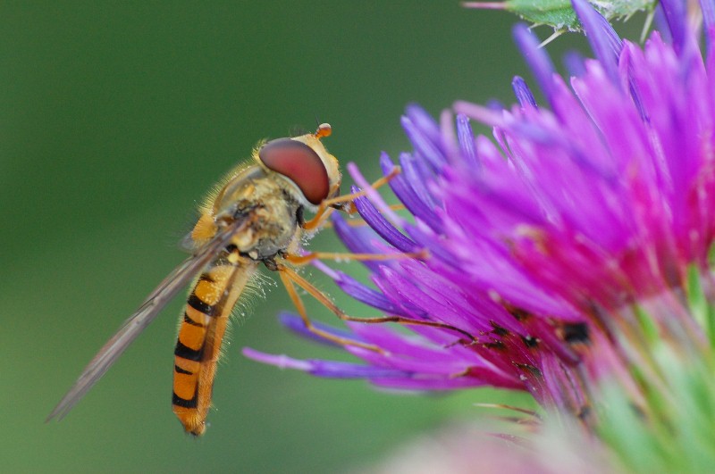 Schwebfliege
