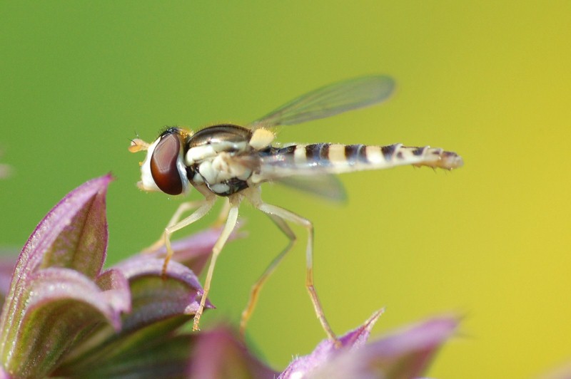 Schwebfliege