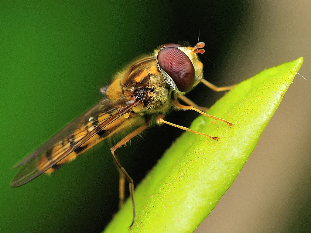 Schwebfliege