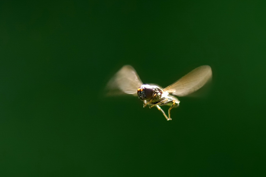 Schwebfliege
