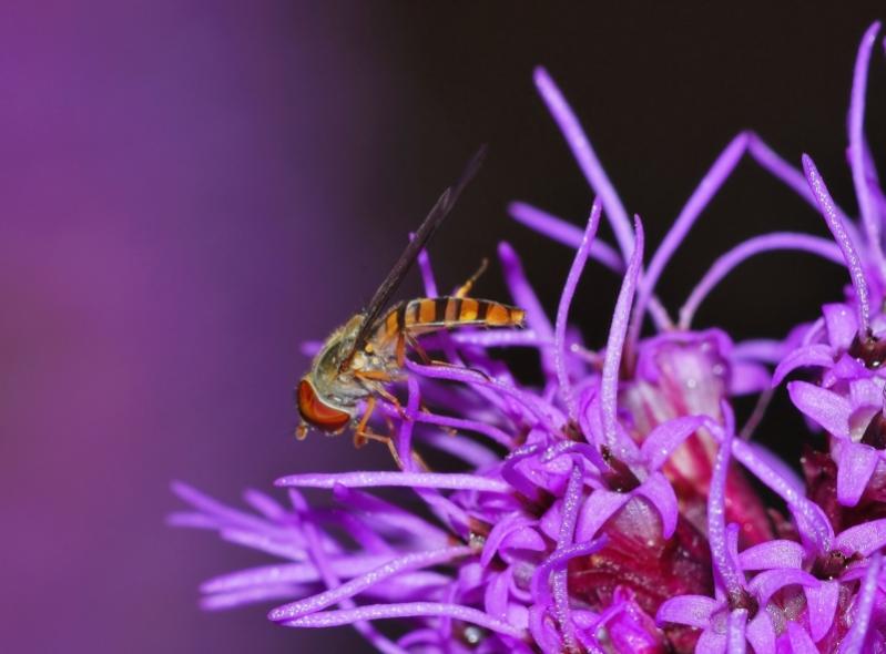 Schwebfliege