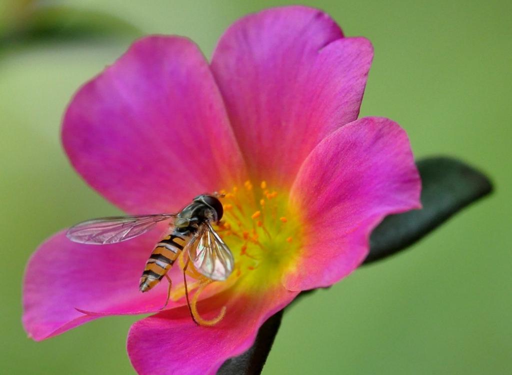 Schwebfliege