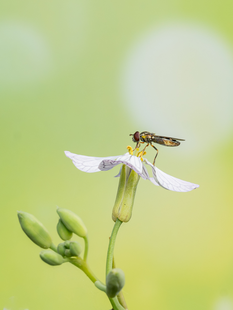 Schwebfliege