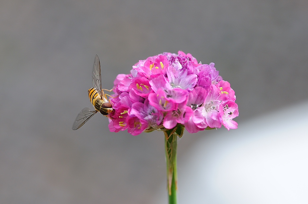 Schwebfliege