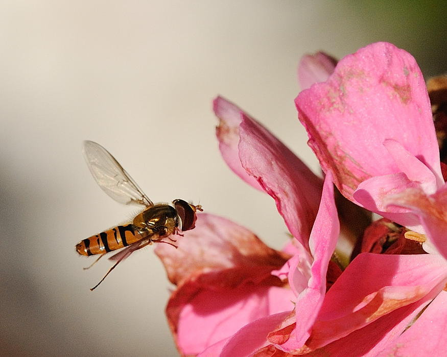 Schwebfliege02