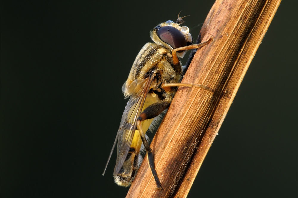 Schwebfliege0387nff3