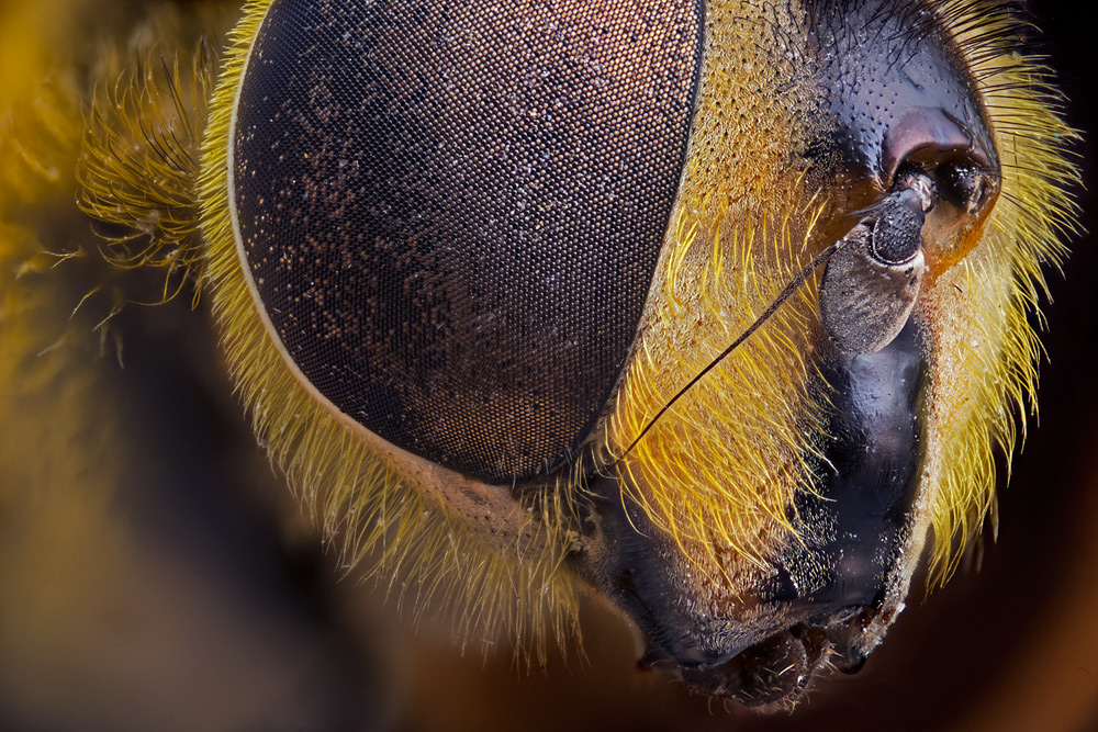 Schwebfliege8708