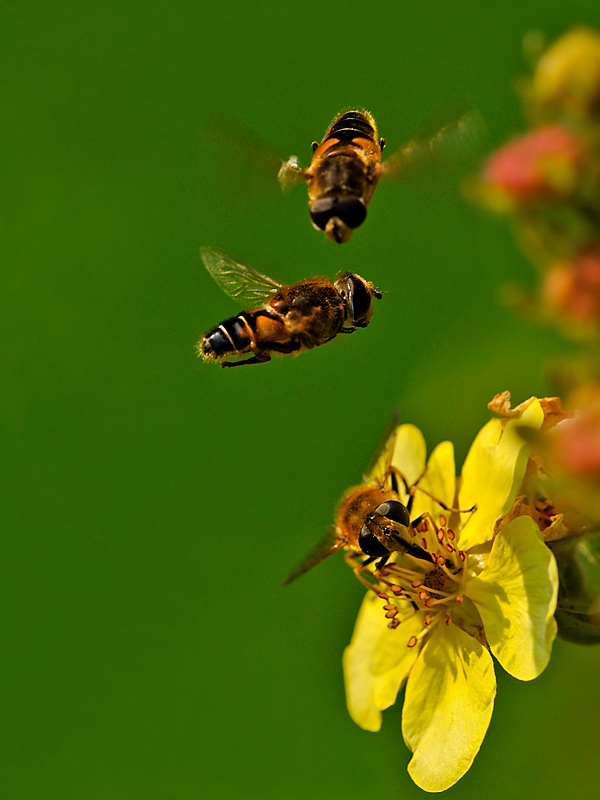 Schwebfliegen