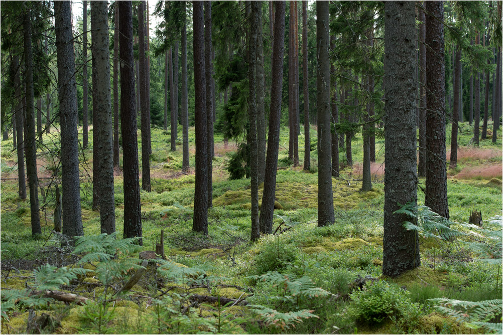 schwedenwald3