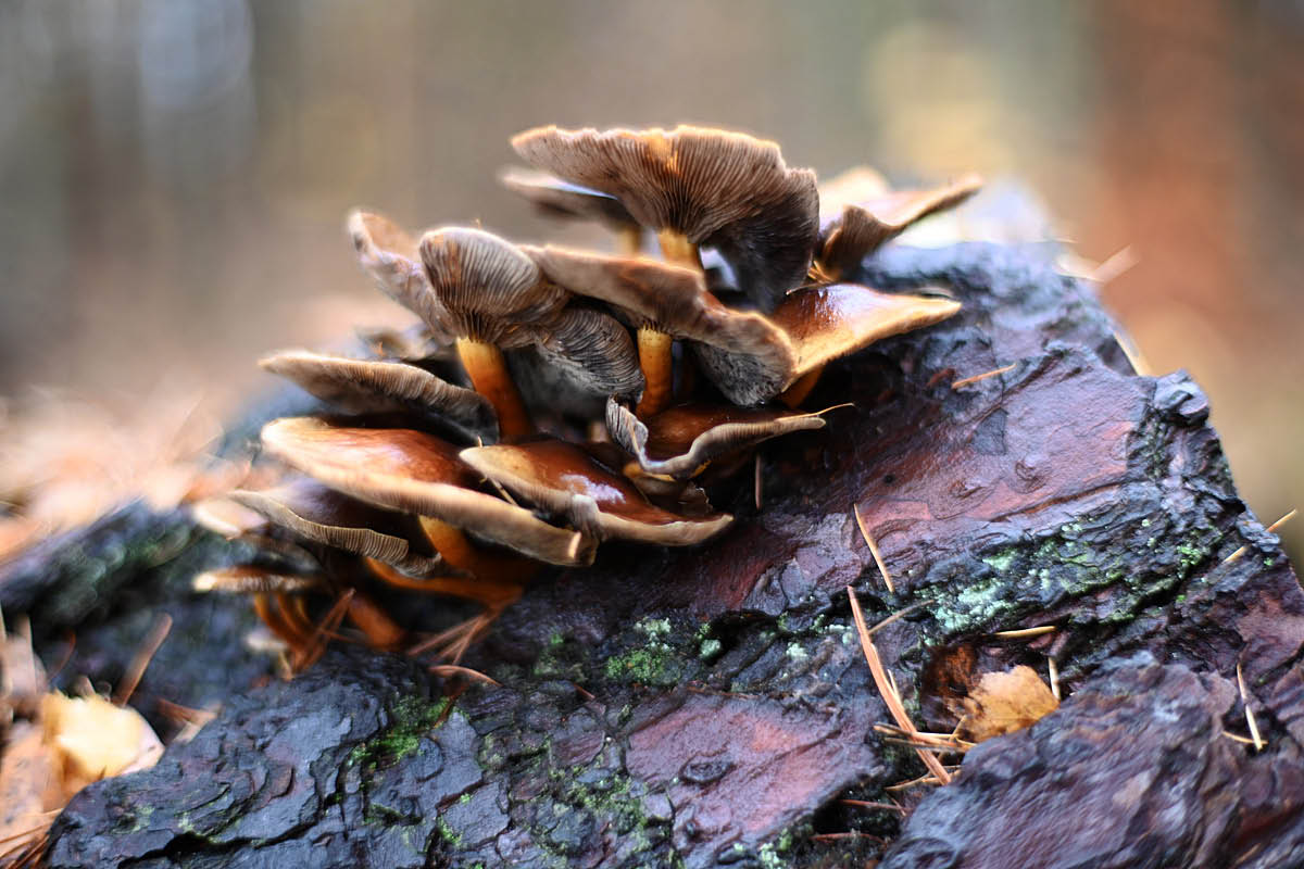 Schwefelköpfe.jpg