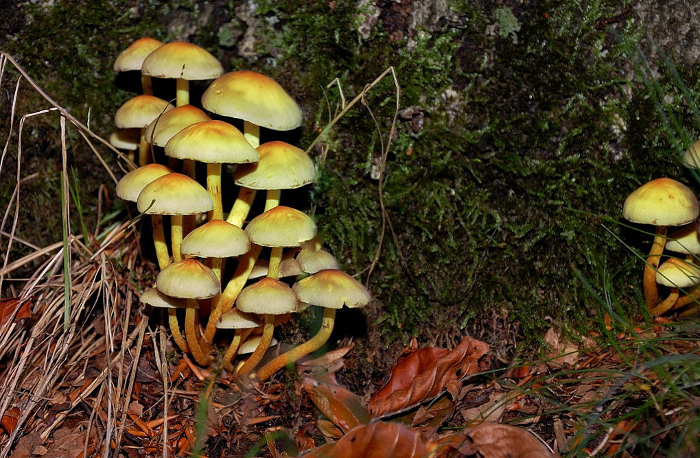 Schwefelköpfe
