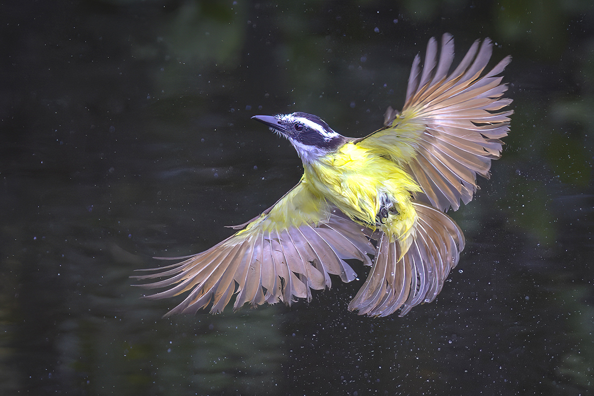 Schwefelmaskentyrann Costa Rica.jpg