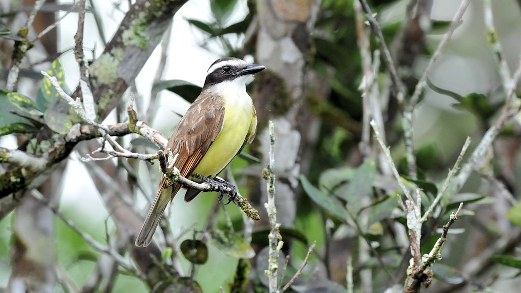 Schwefelmaskentyrann (Great Kiskadee)
Iwokrama Lodge
0609