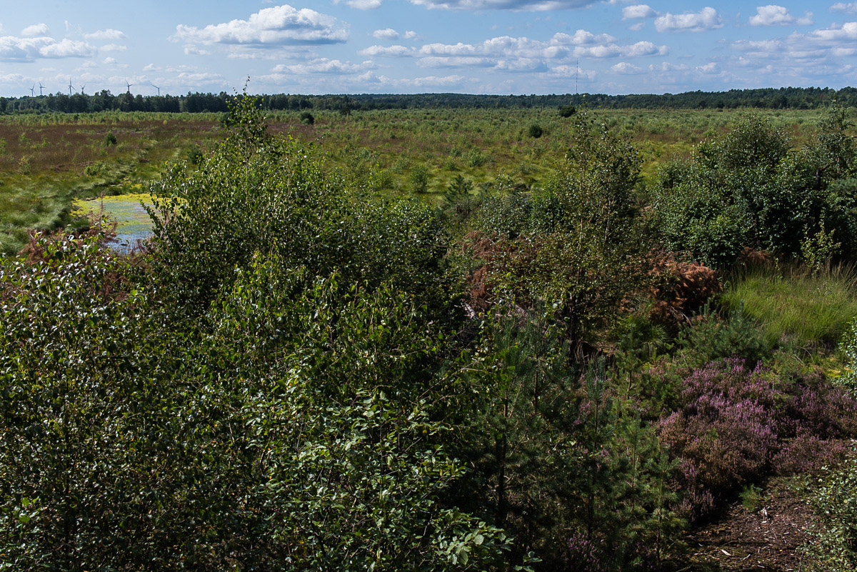 Schweimker Moor (1 von 1).JPG