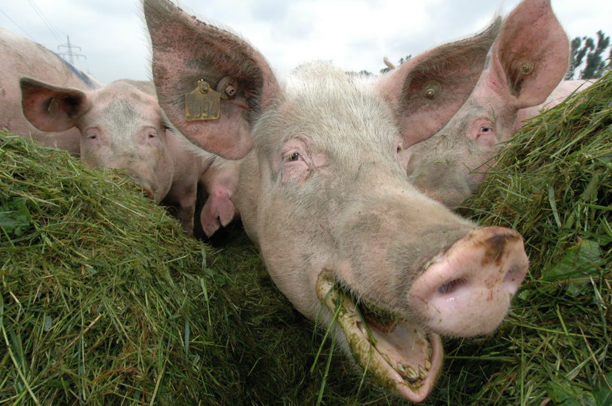 Schwein 0013