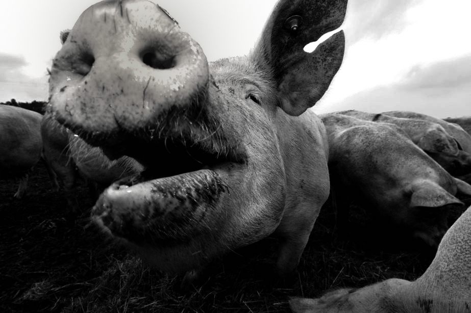 Schwein 002 DXO