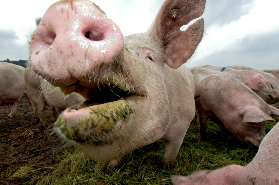 Schwein 002
