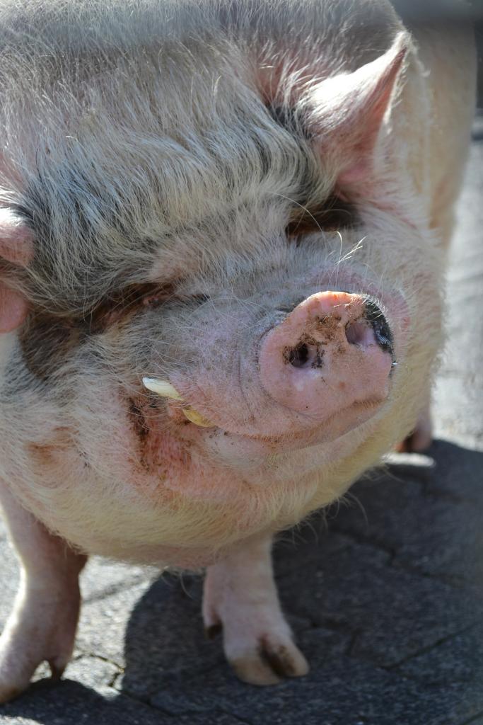Schwein