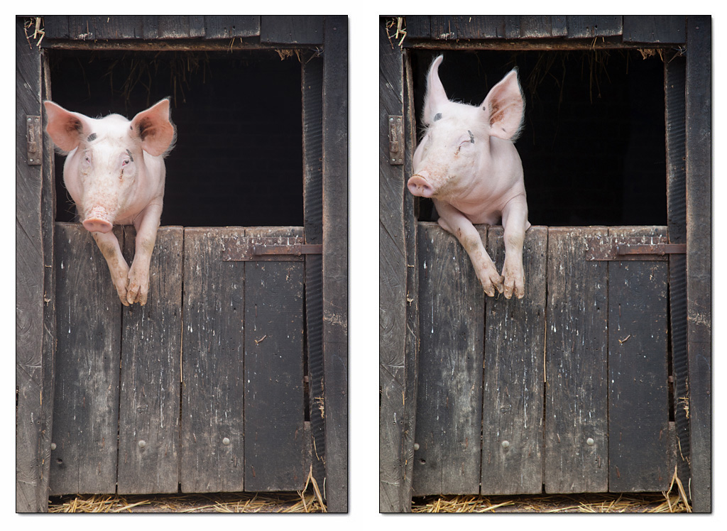 Schwein