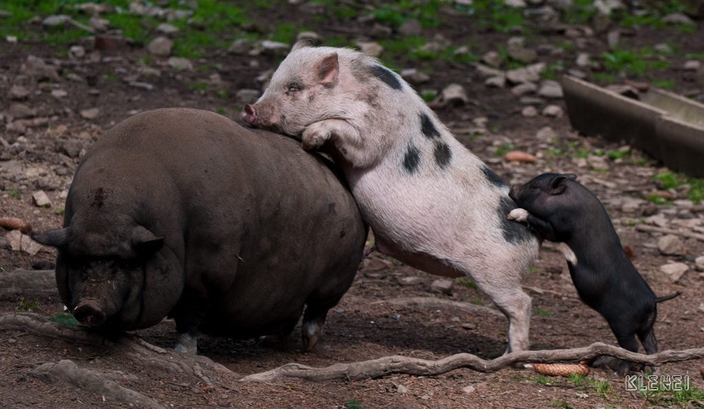 Schwein