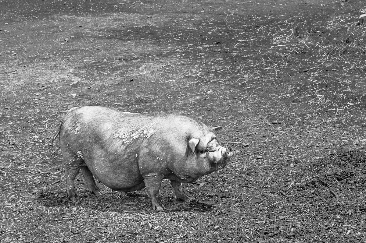 Schwein