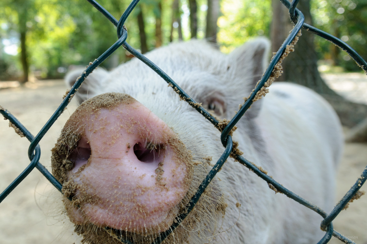 Schwein