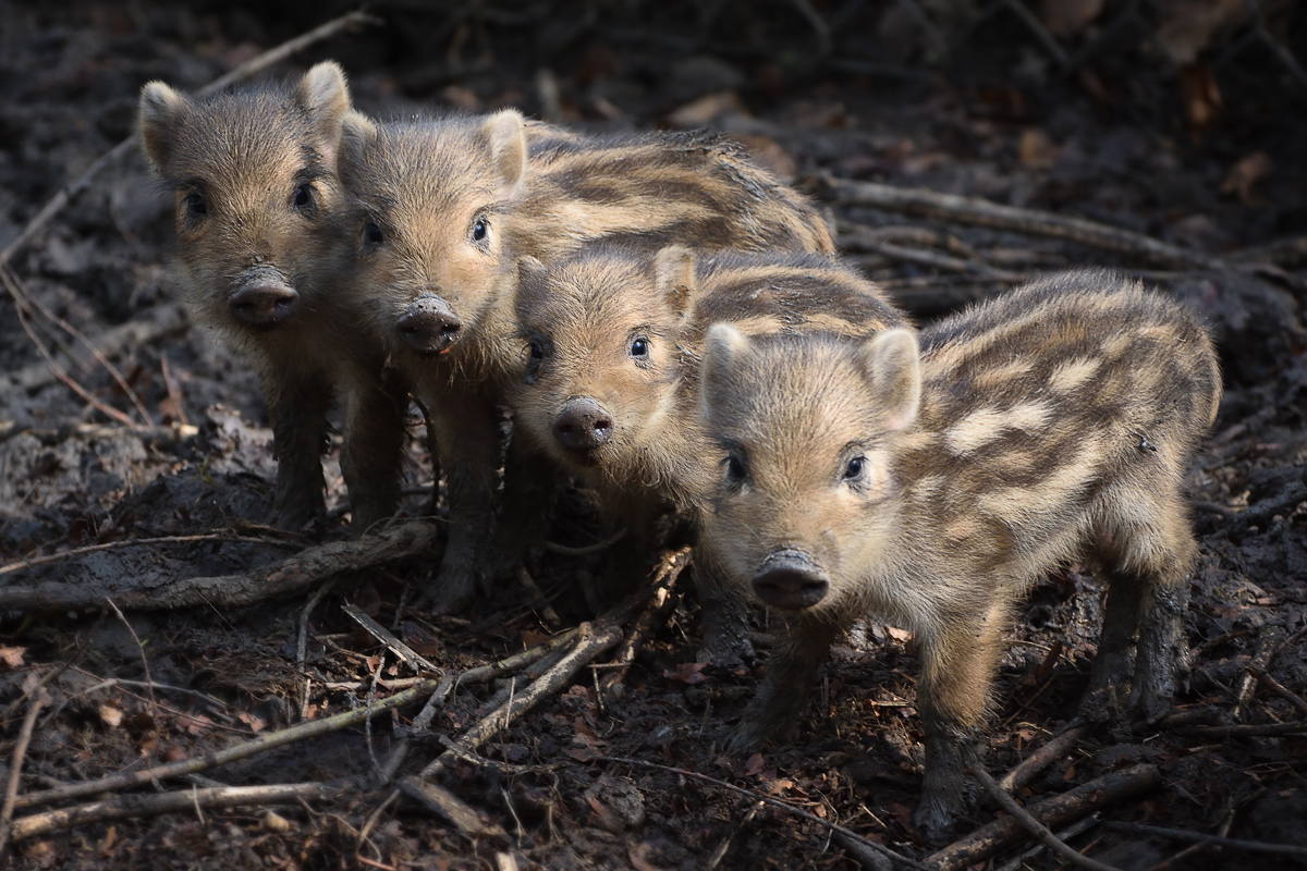 Schweinchen