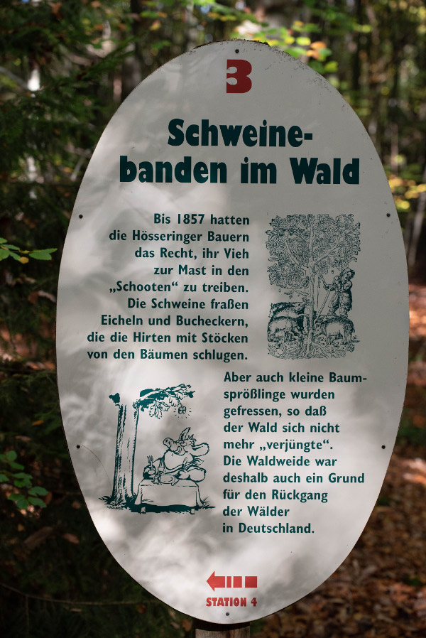 Schweinebanden.jpg