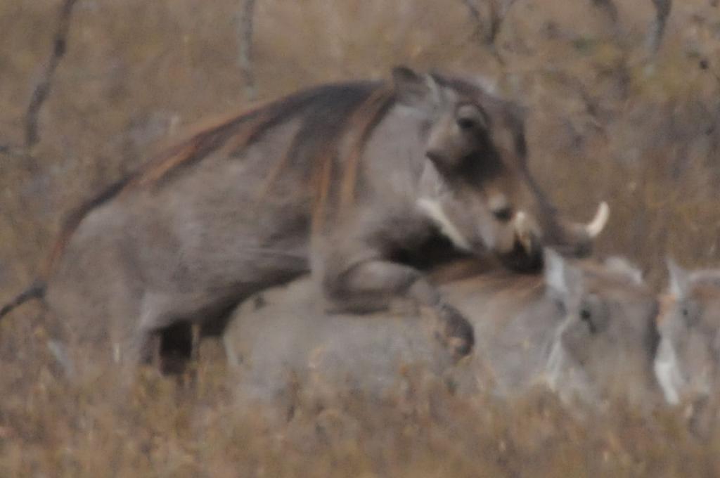 Schweinerei, Einfluß von Luftturbulenzen
(Out of Cam, D300, 200-400, TC17, 680 mm)
100% Crop
Warzenschweine im Hells Gate Nationalpark
Schweinerei 976
