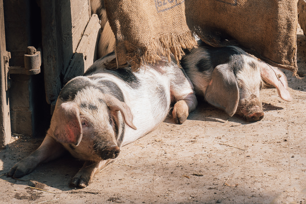 Schweinerei