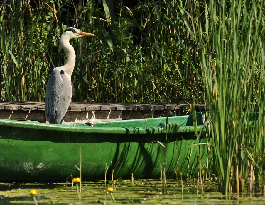 Schwentine Reiher 1