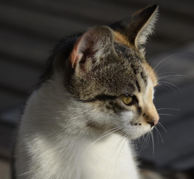 Schwester des blauäugigen Katerli