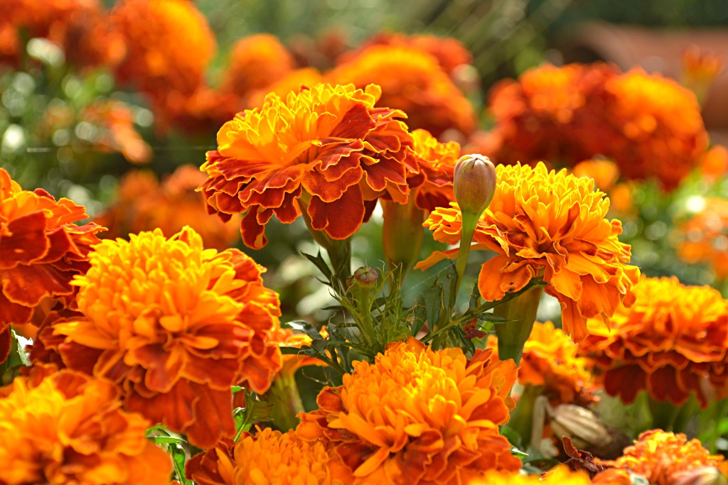 Schwiegermutters Tagetes machen blind!