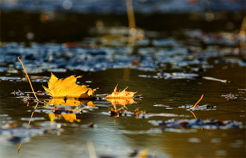 Schwimmen lernen