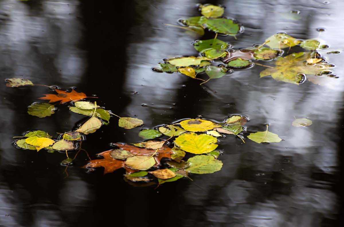 Schwimmendes Herbstlaub.jpg