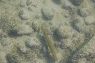 Schwimmer