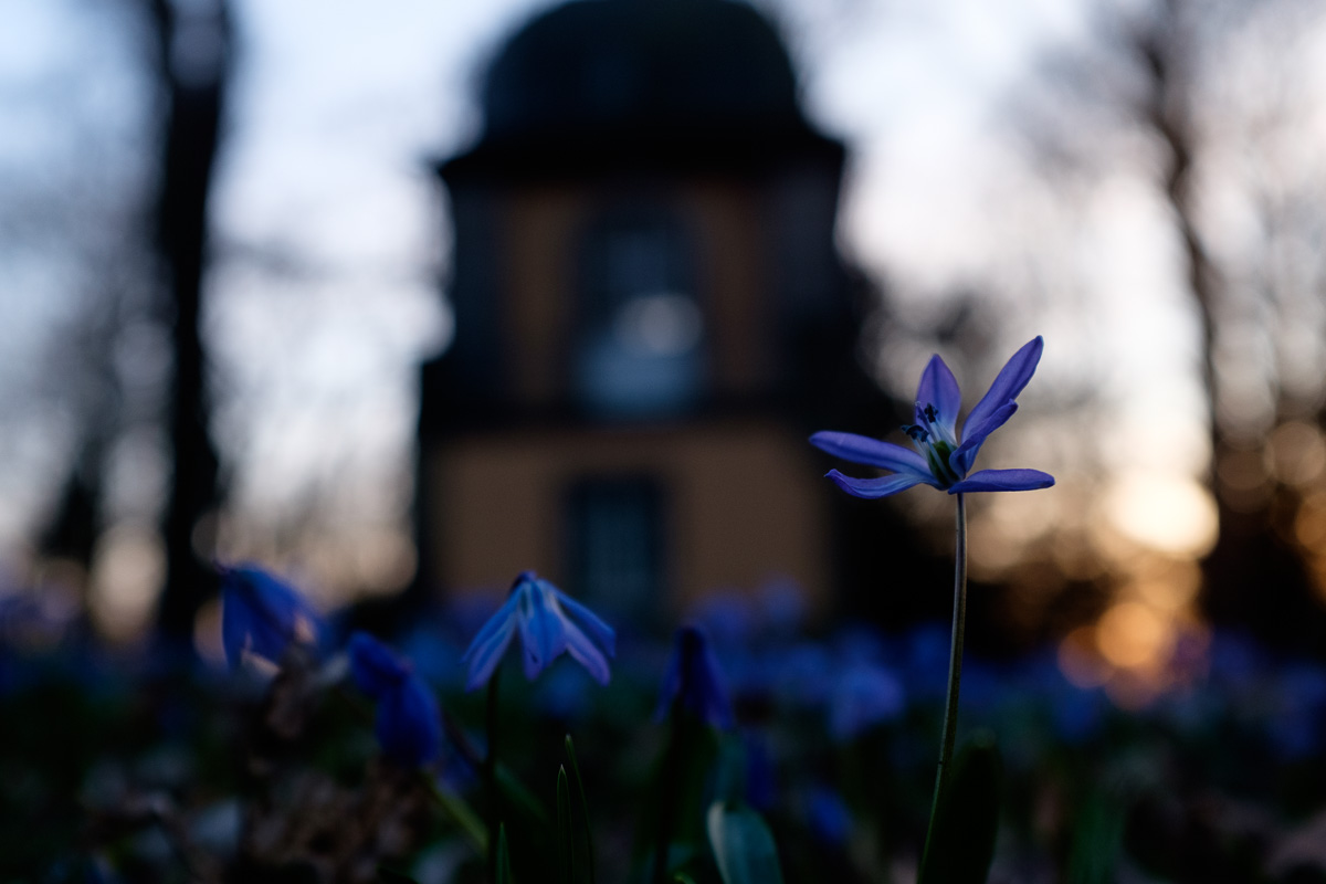 Scila Blüte auf dem Linderner Bergfriedhof, Hannover
