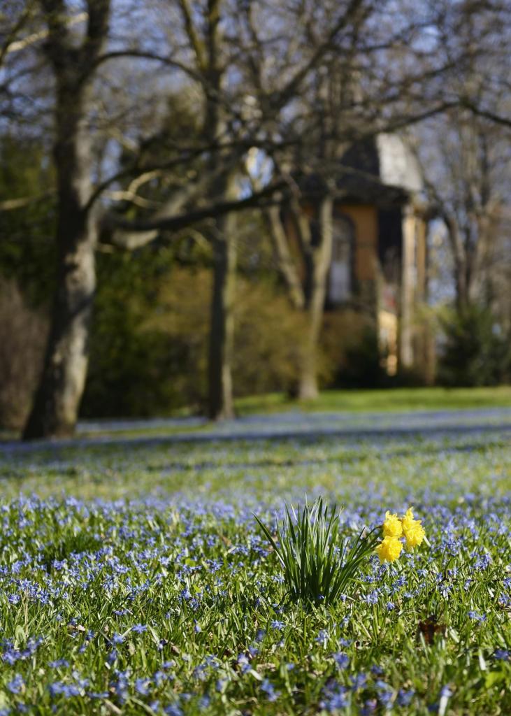 Scilla mit Narzisse I