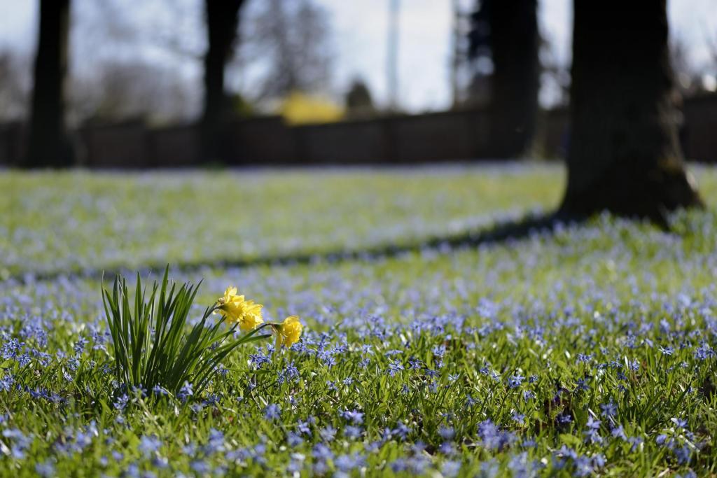 Scilla mit Narzisse II
