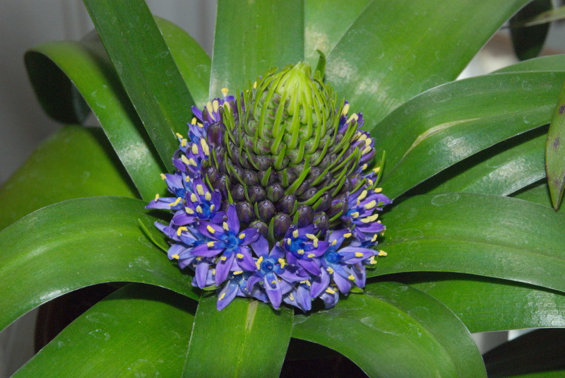 Scilla peruviana  (Peruanischer Blaustern)