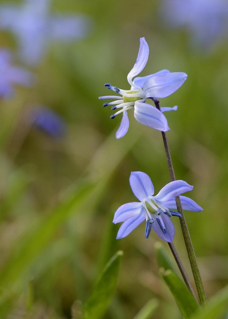 Scillablüte I