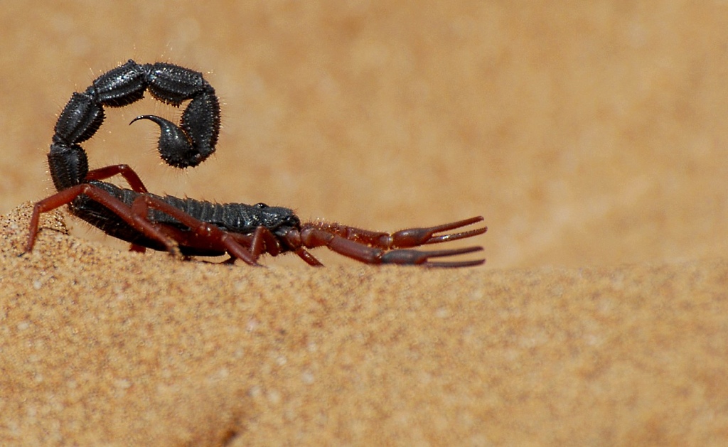 Scorpion1