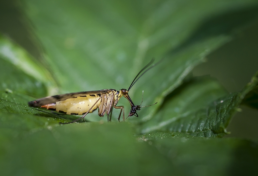 Scorpionfliege
