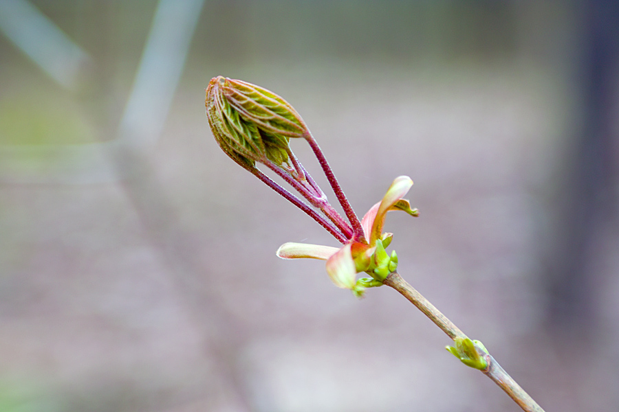 SDIM0265 Knospe