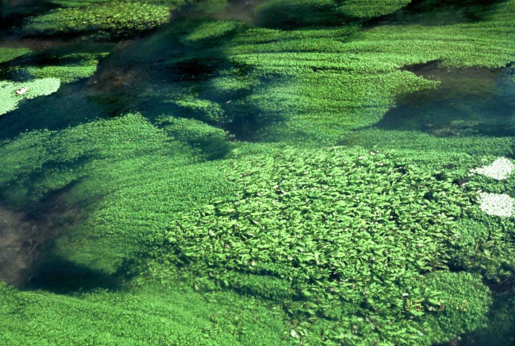 Sea of Green