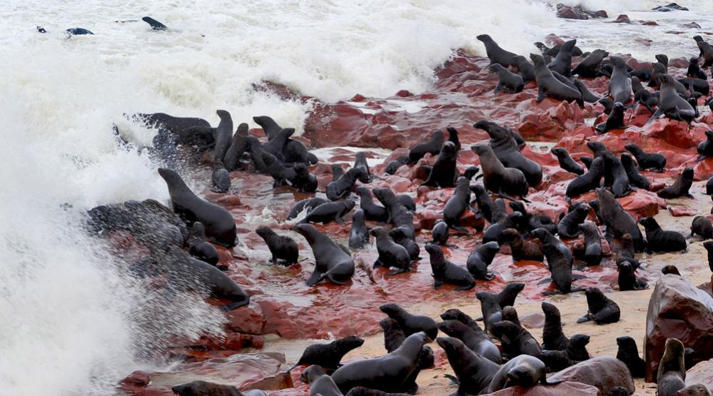 seal cape  cross