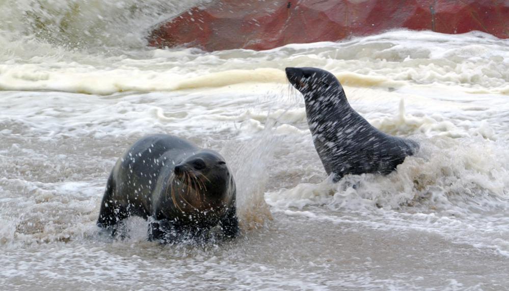 seal cape cross