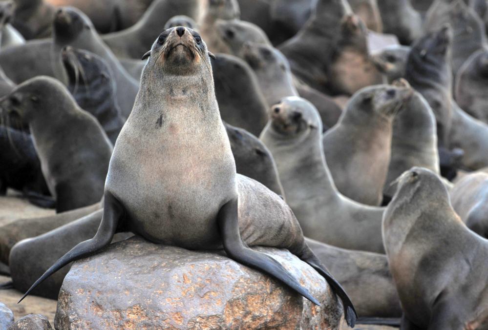 seal close up