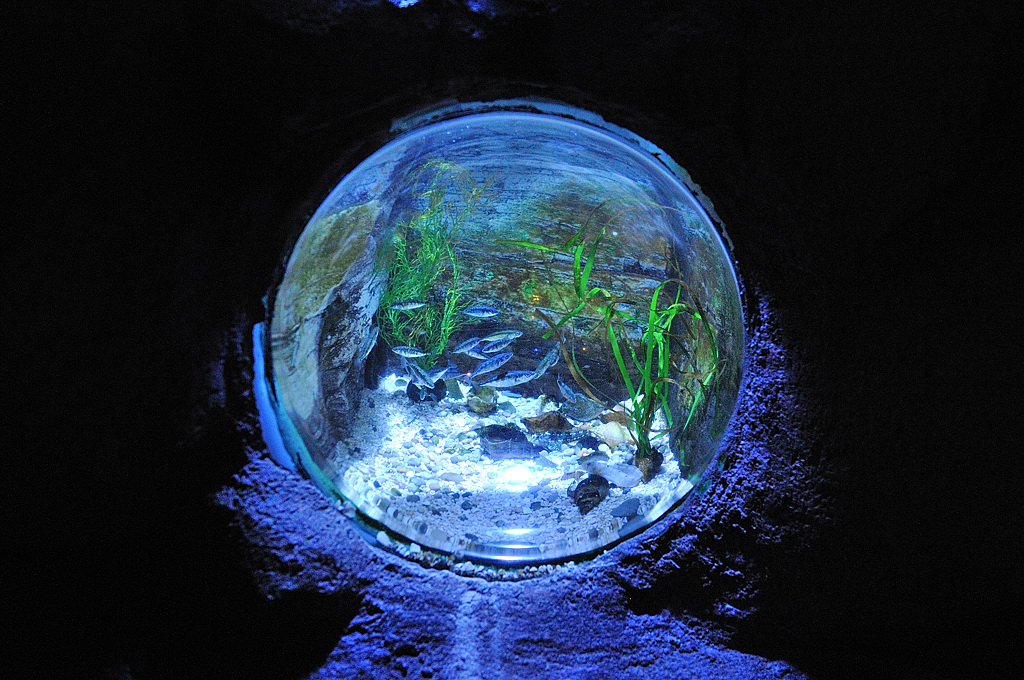 Sealife01