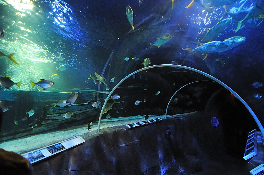 Sealife02